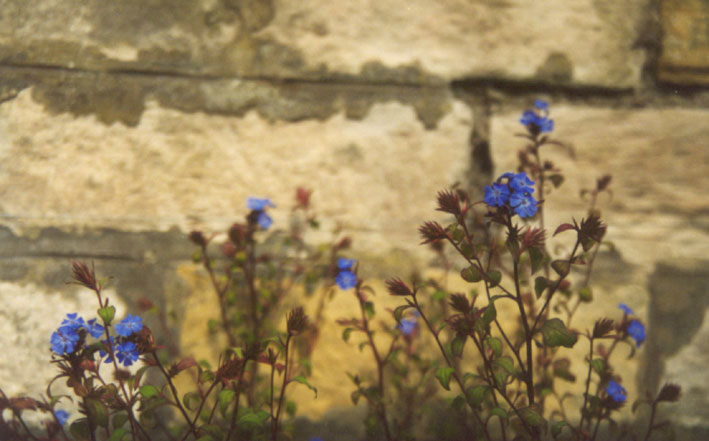 Ceratostigma plumbaginoides, Royal Botanic Garden Edinburgh, September 2003