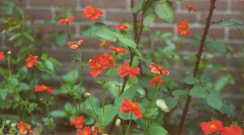 Geum rivale, privater Hausgarten, Oldenburg, Mai 2002