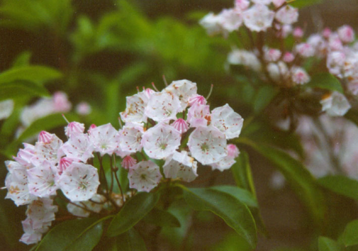 Kalmia latifolia, privater Hausgarten, Oldenburg, Juni 2001
