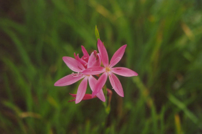 Schizostylis coccinea, Royal Botanic Garden Edinburgh, September 2003