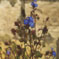 Ceratostigma plumbaginoides