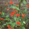 Geum rivale