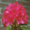 Rhododendron