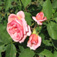 Strauchrose