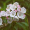 Kalmia latifolia