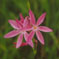 Schizostylis coccinea