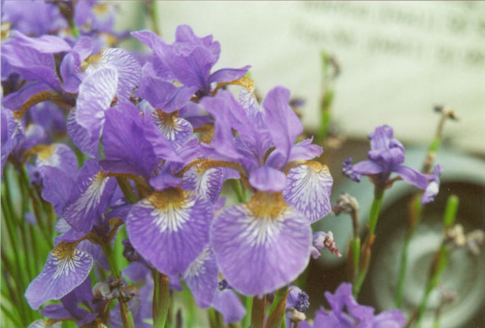 Iris, privater Hausgarten, Oldenburg, Mai 2002