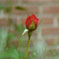 Zierrose